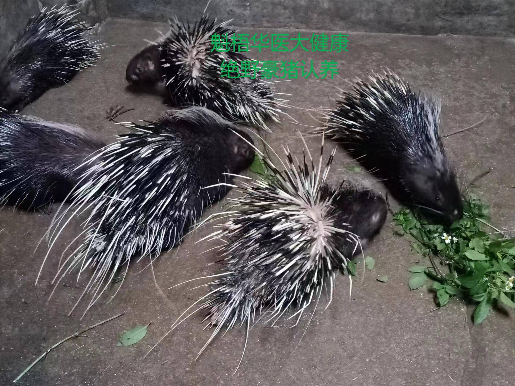 最新豪猪回收商家方法分析(最方便真实的重庆豪猪卖去什么地方方法)